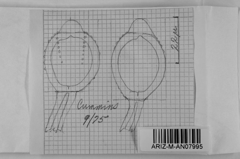 Uromyces punctiformis image