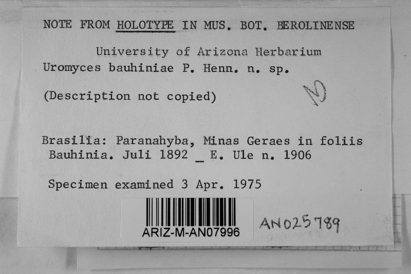 Uromyces bauhiniae image