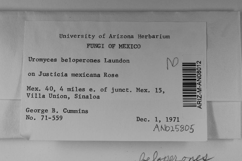 Uromyces beloperones image