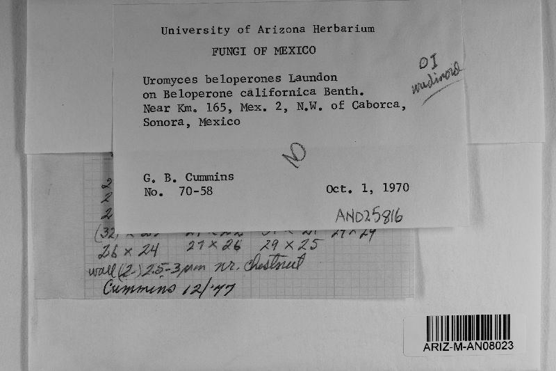 Uromyces beloperones image