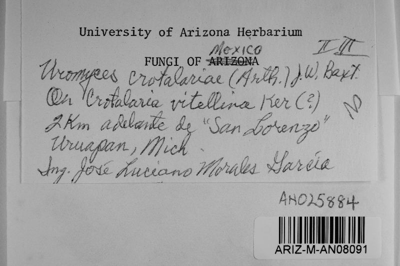 Uropyxis crotalariae image