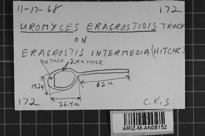 Uromyces eragrostidis image