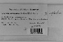 Uromyces proëminens image