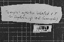Uromyces euphorbiae image