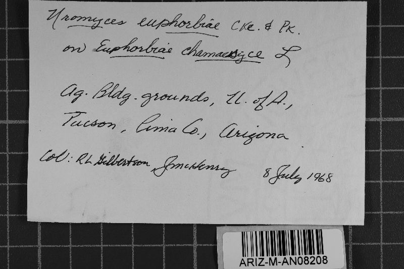 Uromyces euphorbiae image