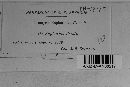 Uromyces euphorbiae image