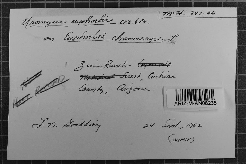 Uromyces euphorbiae image