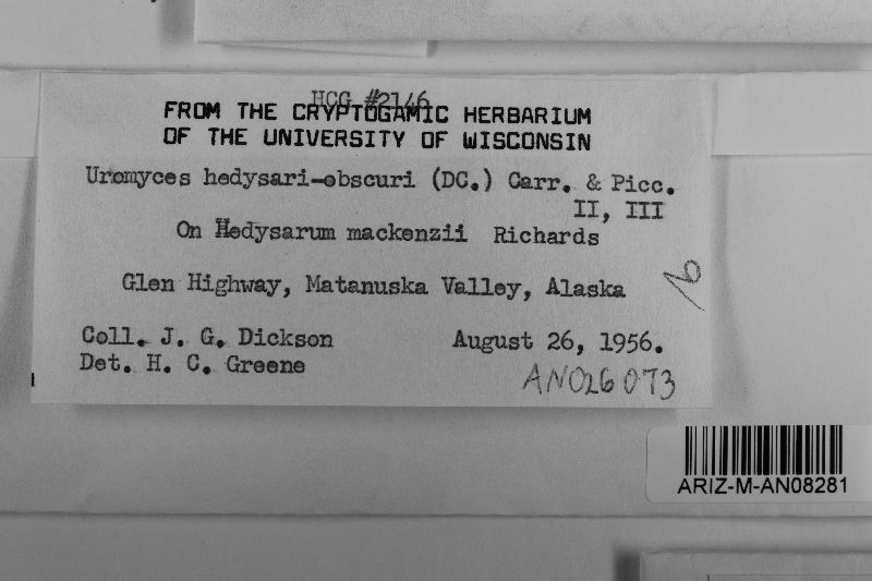 Uromyces hedysari-obscuri image