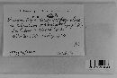 Uromyces hedysari-obscuri image
