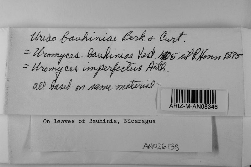 Uredo bauhiniae image