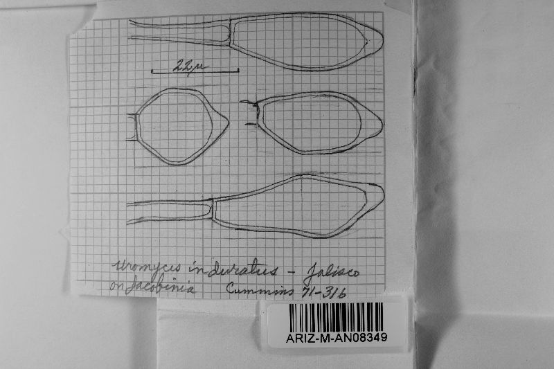 Groveola indurata image