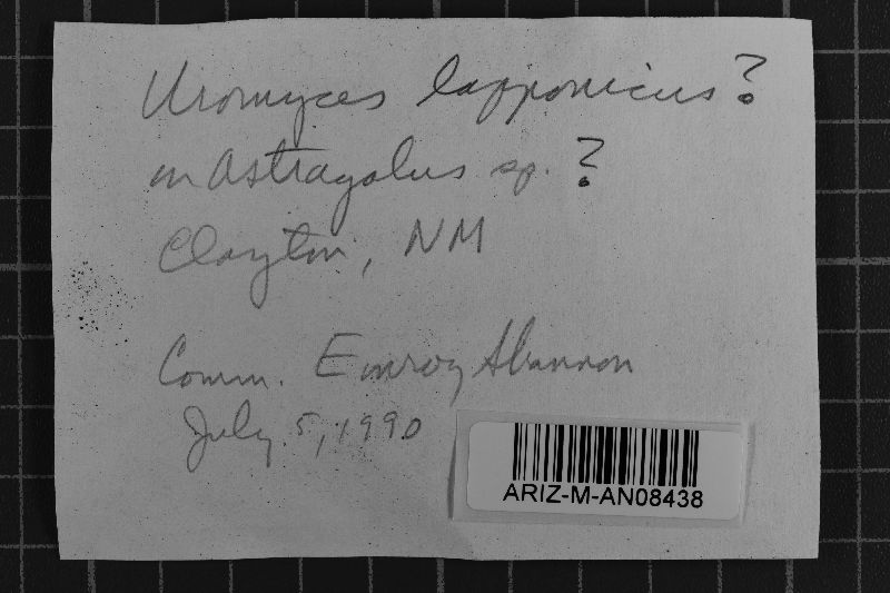 Uromyces lapponicus image