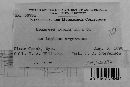 Uromyces lupini image