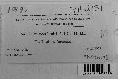 Uromyces lupini image