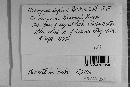 Uromyces lupini image