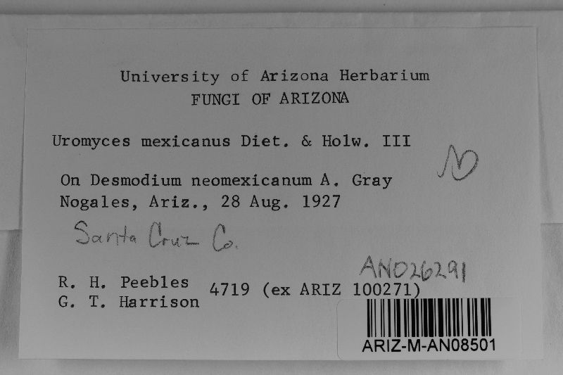 Uromyces mexicanus image