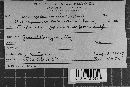 Uromyces minor image