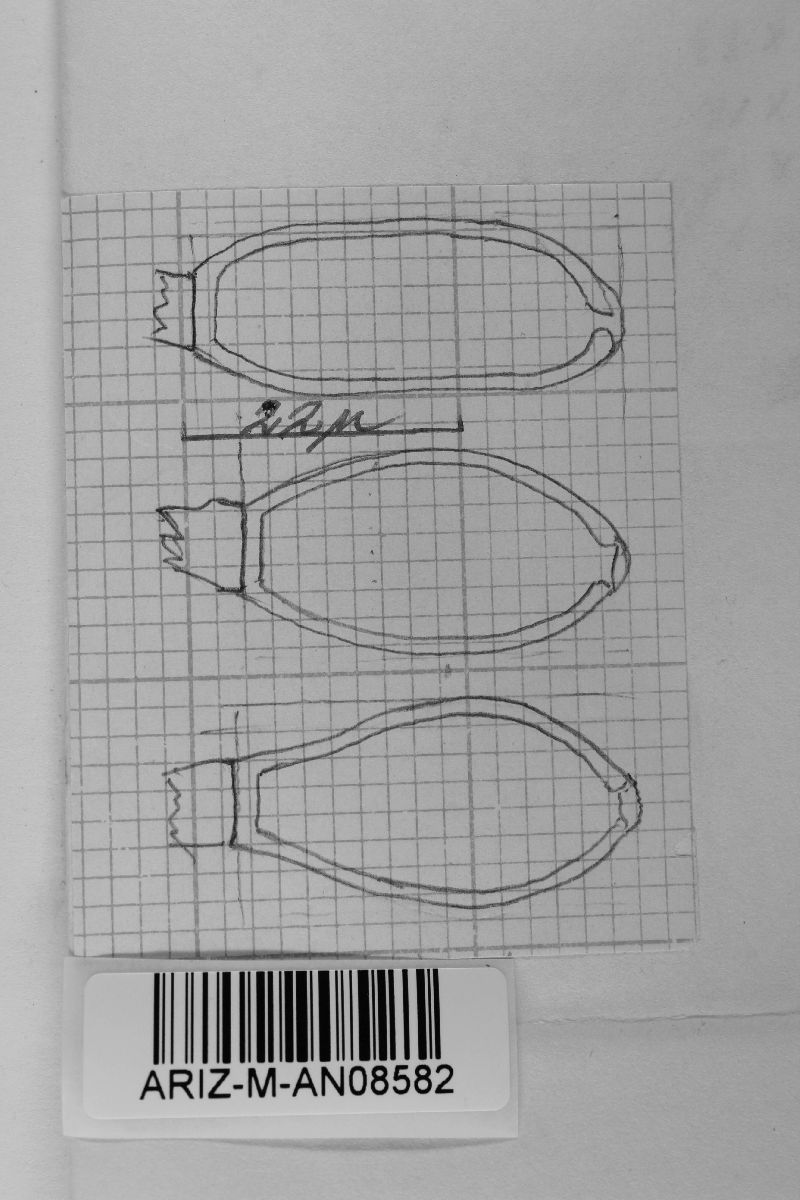 Uromyces psoraleae image