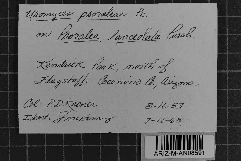 Uromyces psoraleae image
