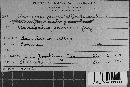 Uromyces pisi-sativi image