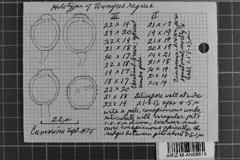 Uromyces regius image