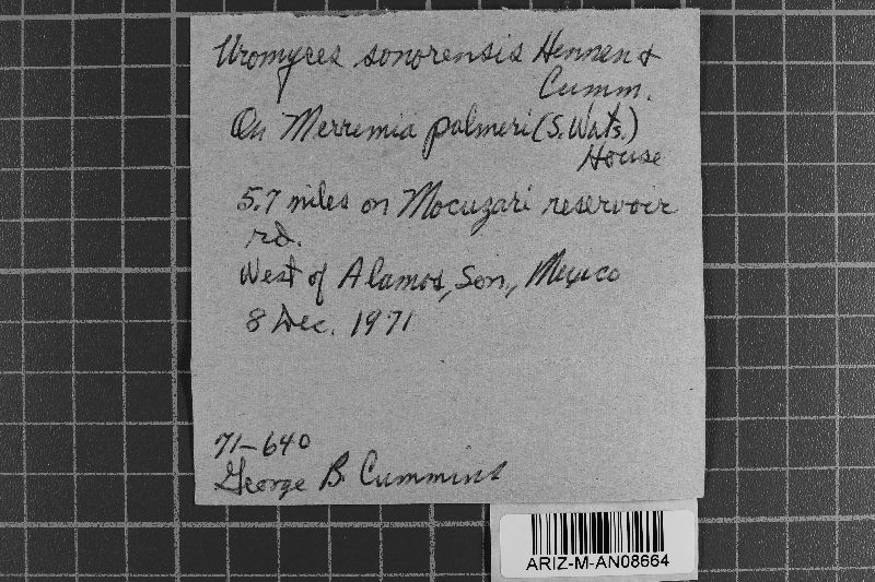 Uromyces sonorensis image
