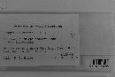 Uromyces suksdorfii image