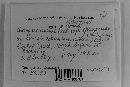 Uromyces unitus image