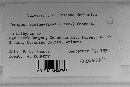 Uromyces viciae-fabae image