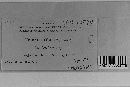Uromyces viciae-fabae var. viciae-fabae image