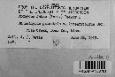 Uromyces viciae-fabae var. viciae-fabae image