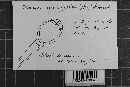 Uromyces viciae-fabae var. viciae-fabae image