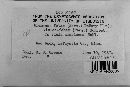 Uromyces viciae-fabae image