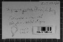 Uromyces viciae-fabae image