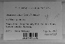 Uromyces viciae-fabae image