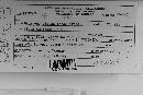 Uromyces viciae-fabae var. viciae-fabae image