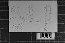 Uromyces viciae-fabae var. viciae-fabae image