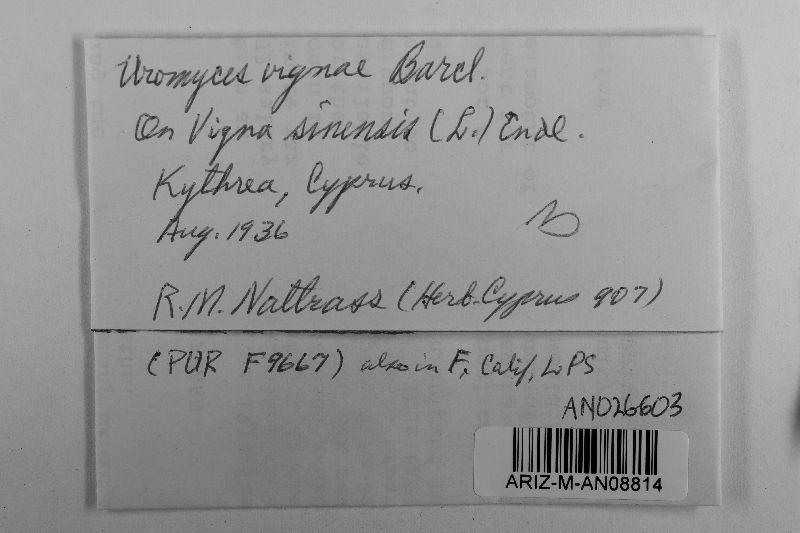 Uromyces vignae image