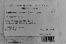 Baeodromus eupatorii image