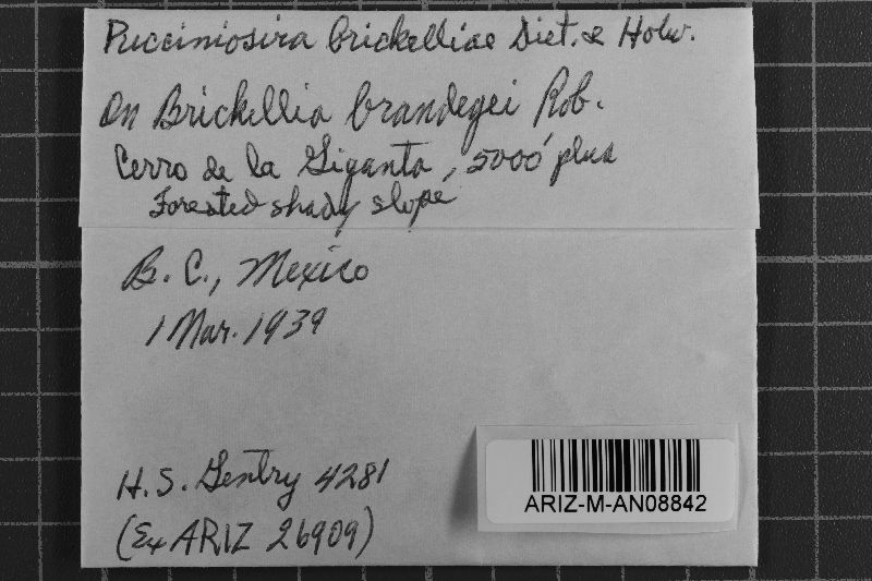 Pucciniosira brickelliae image