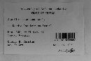 Aecidium abscedens image