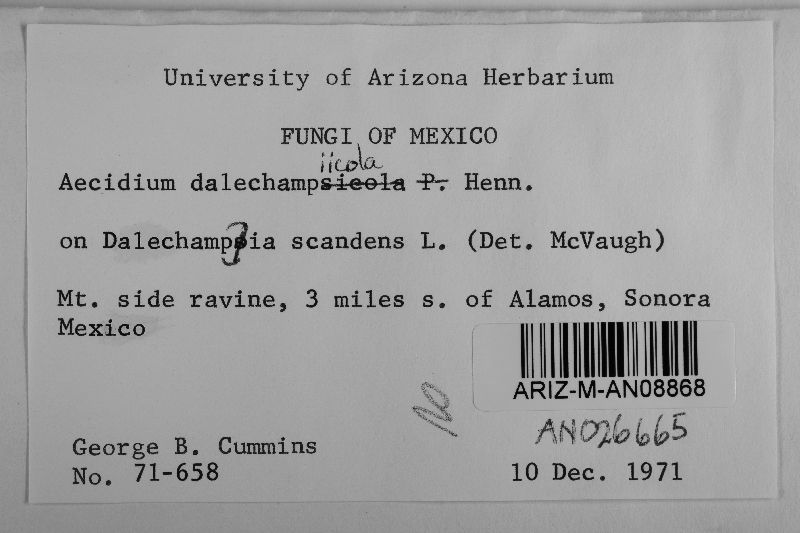Aecidium dalechampiicola image