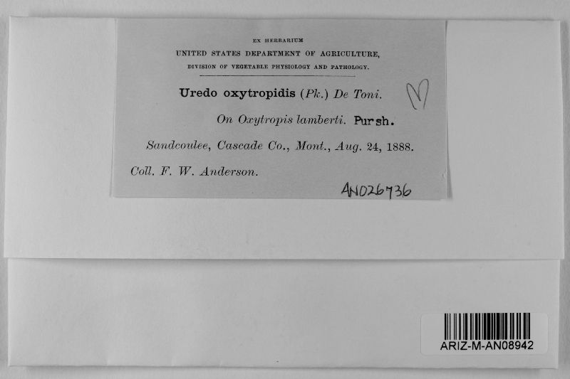Uredo oxytropis image
