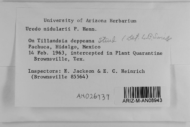 Uredo nidularii image