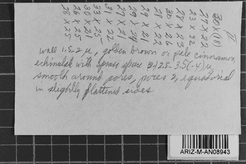 Uredo nidularii image