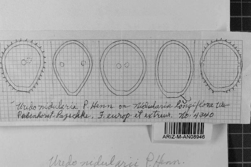 Uredo nidularii image
