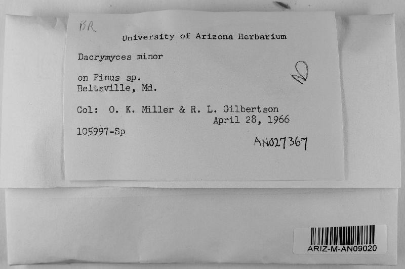 Dacrymyces minor image