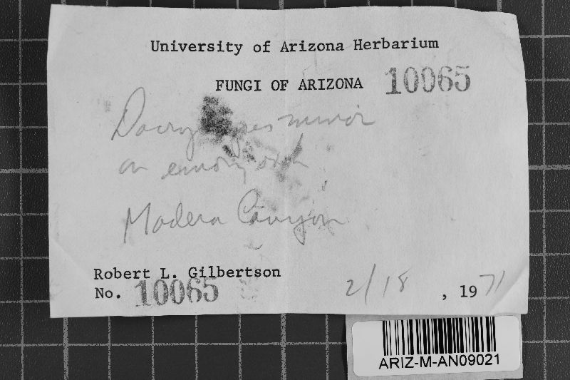 Dacrymyces minor image