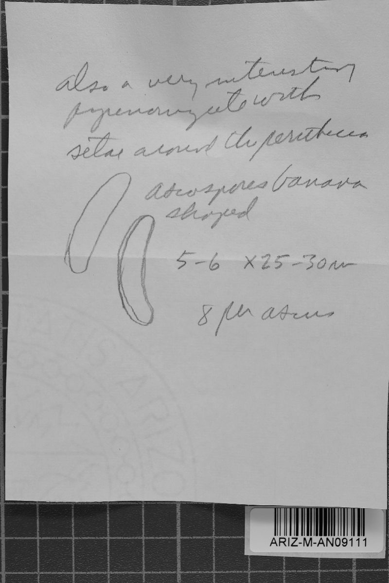 Basidiodendron deminutum image