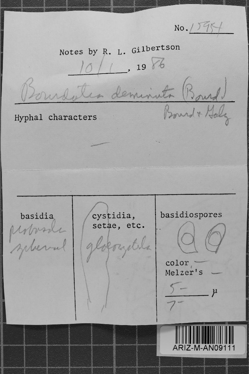 Basidiodendron deminutum image